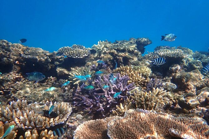 Cairns: Small Group | Outer Reef Snorkel & Dunk Island - Key points at a glance