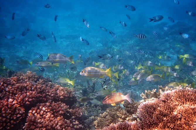 Cairns: Small Group | Outer Reef Snorkel & Dunk Island - Why the longer trip to Beaver Reef matters