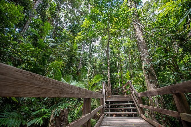 Cairns Super Saver: Reef Cruise, Daintree & Kuranda Rail/Skyrail - Should you book it?