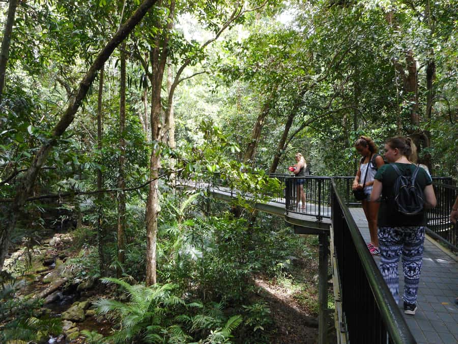 Cairns: Waterfall and Daintree Rainforest Tour - 2 Day Tours - Two very different days from Cairns