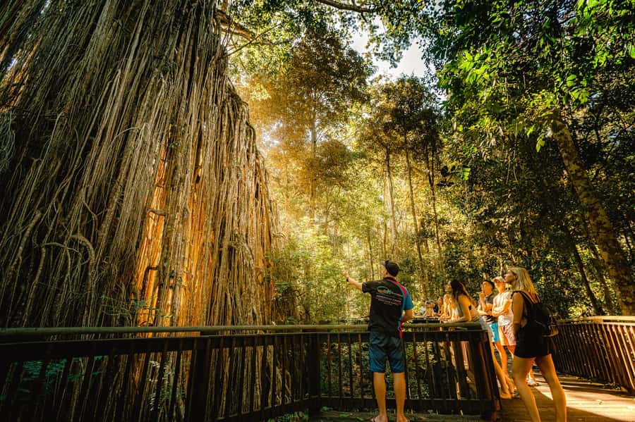 Cairns: Waterfall and Daintree Rainforest Tour - 2 Day Tours - Millaa Millaa Falls and the Atherton Tablelands
