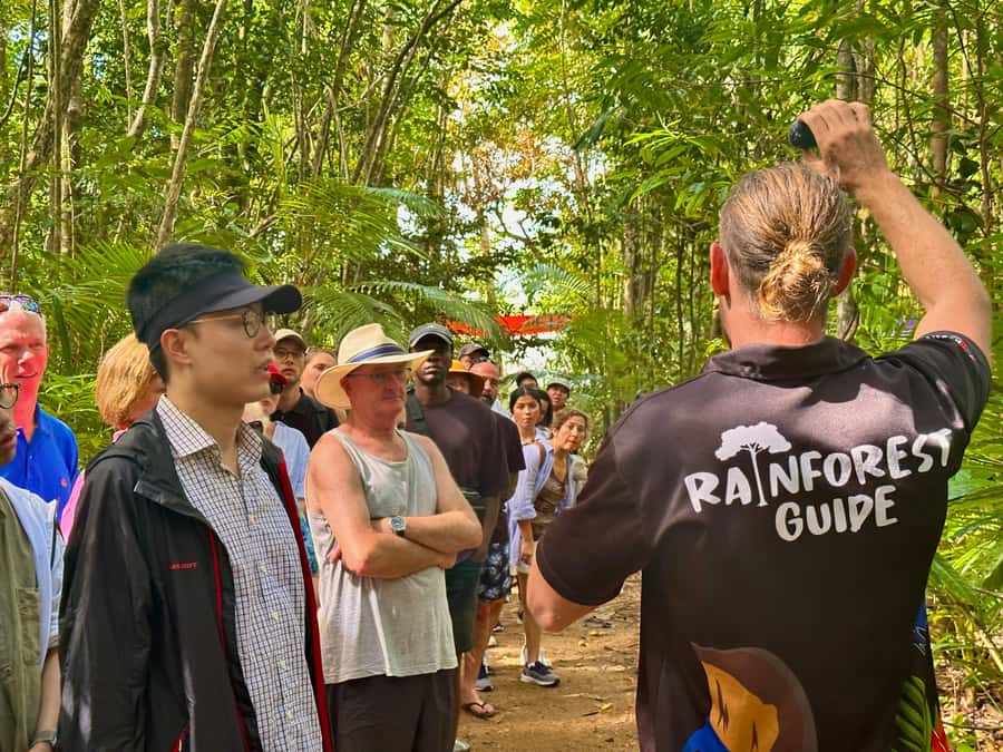 Cairns: Waterfall and Daintree Rainforest Tour - 2 Day Tours - Cathedral Fig Tree and Lake Eacham