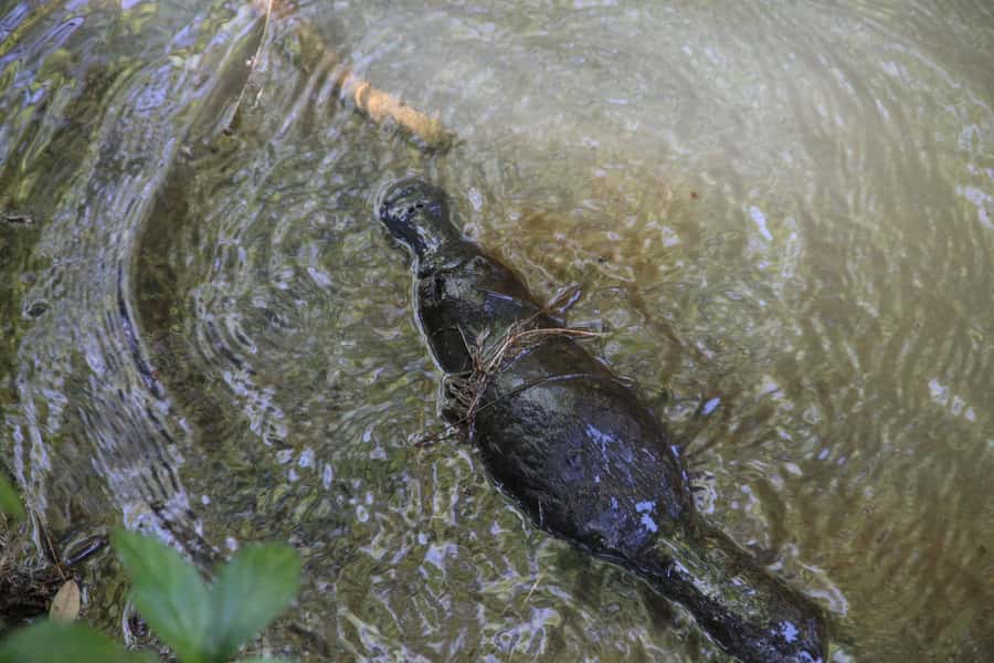 Cairns: Waterfall and Daintree Rainforest Tour - 2 Day Tours - Guided rainforest walk and Cape Tribulation