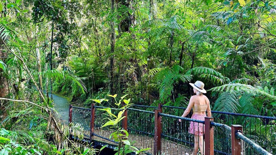 Cairns: Waterfall Tour with Lunch - Key points at a glance