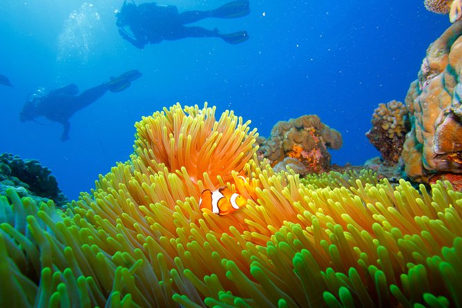 Calypso Outer Great Barrier Reef Cruise from Port Douglas - The boat, crew, and practical comfort