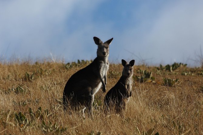 Canberra Day Trip from Sydney - Mount Ainslie Lookout and Canberra’s planned design