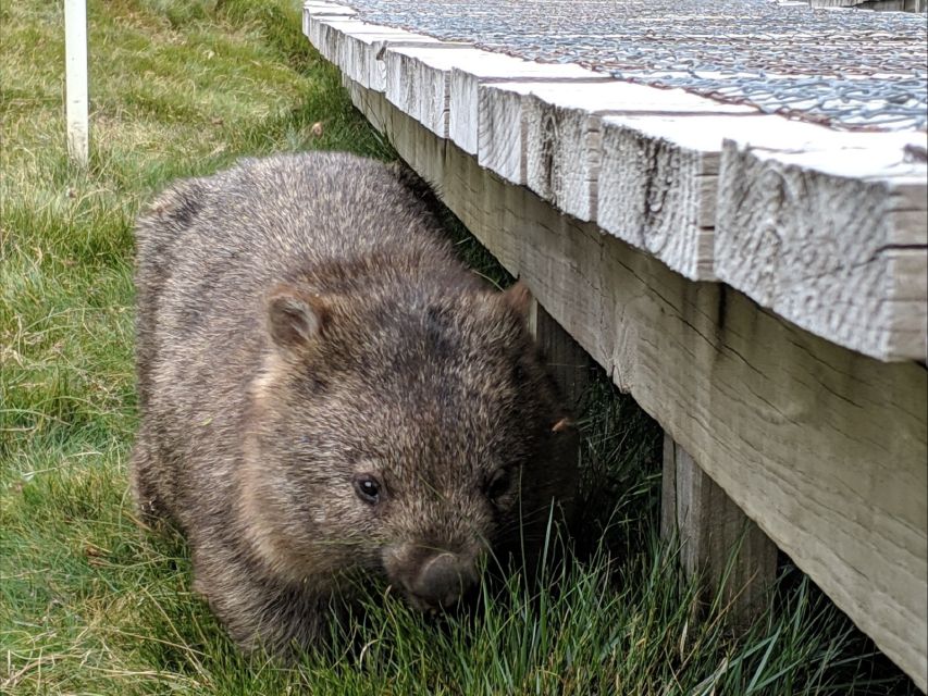 Canberra: Kangaroos and Koala Experience Tour - Walking, weather, and family suitability