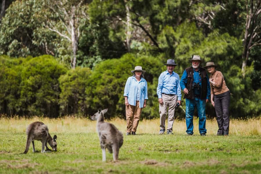 Canberra: Kangaroos and Koala Experience Tour - From Canberra hotels to the tracking station