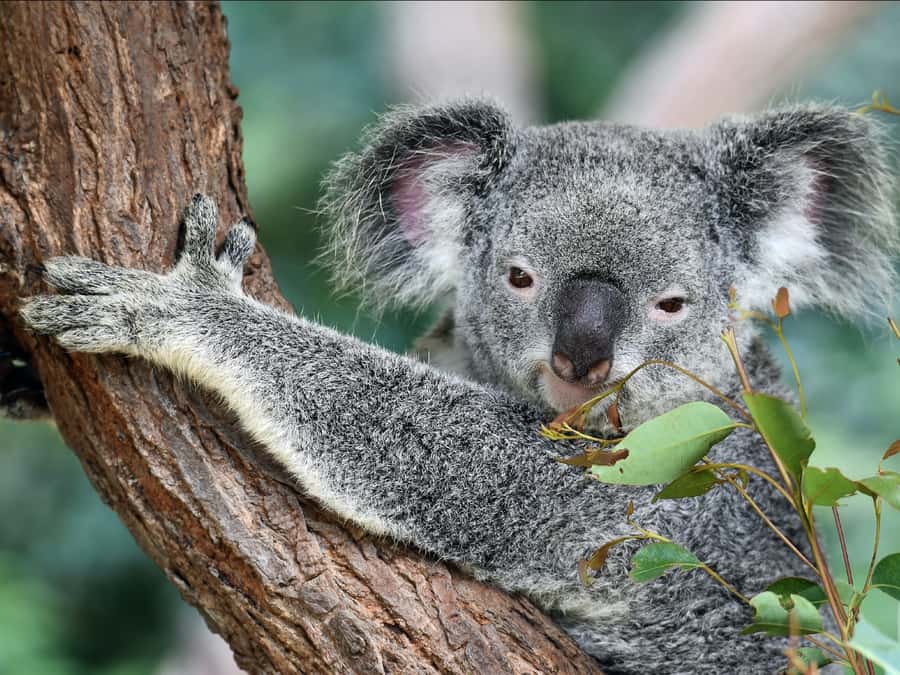 Canberra: Kangaroos and Koala Experience Tour - Birds and the chance of a platypus