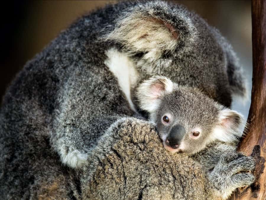 Canberra: Kangaroos and Koala Experience Tour - What the vehicle and timing mean for you