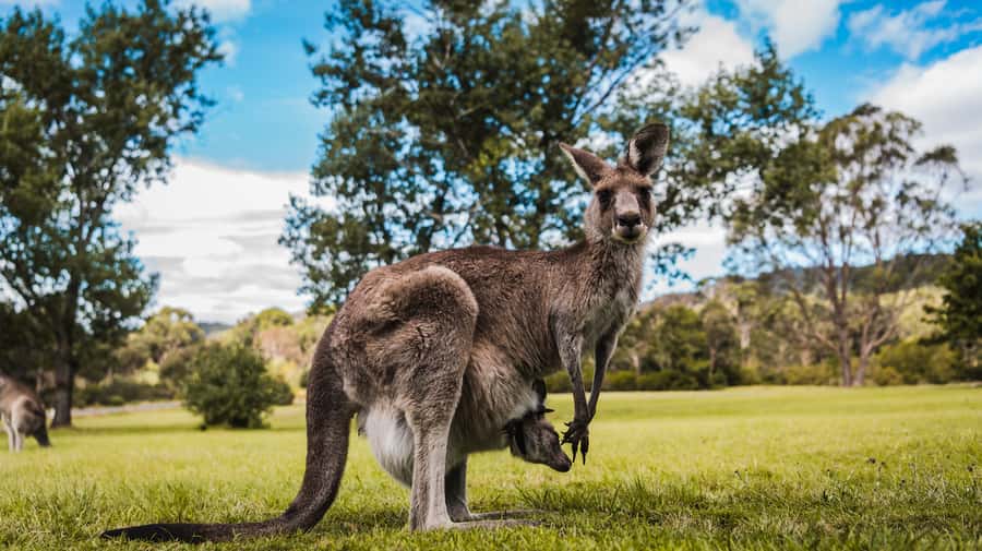 Canberra: Kangaroos and Koala Experience Tour - How the guide shapes the experience