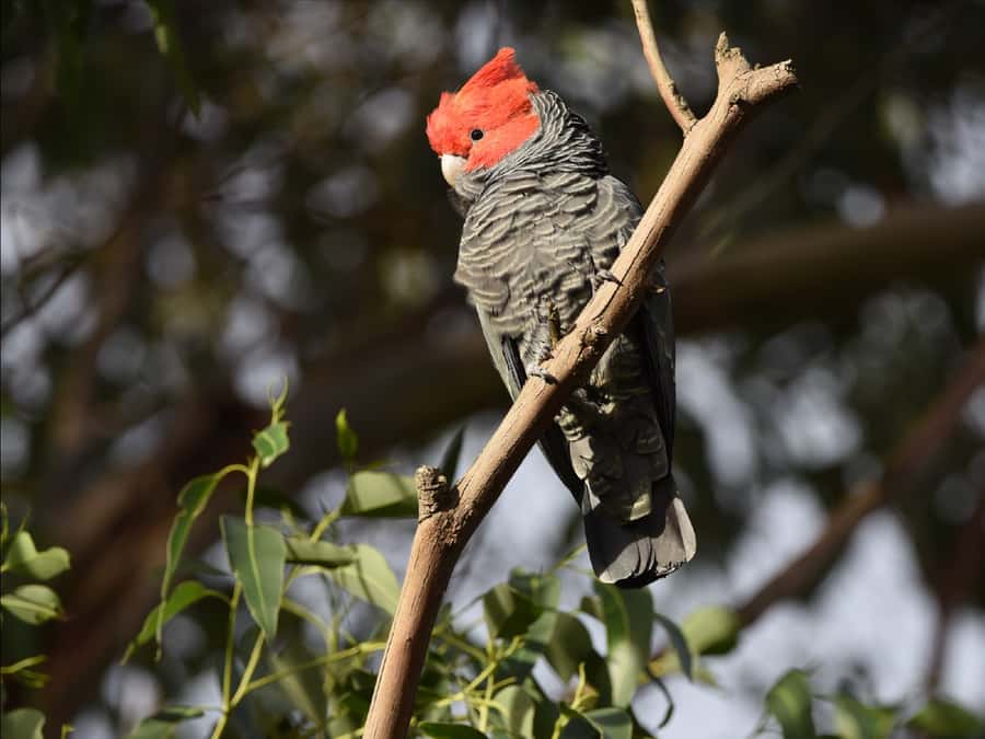 Canberra: Kangaroos and Koala Experience Tour - Why Tidbinbilla is a strong wildlife setting