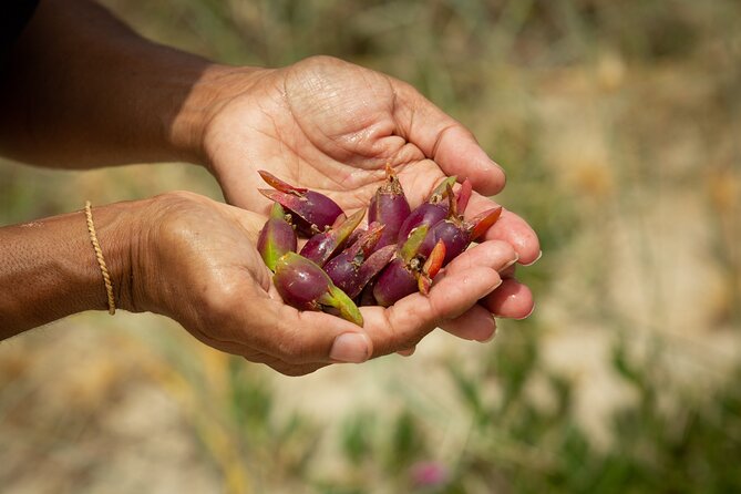 Cape Byron Aboriginal Tour - How this compares with a standard Cape Byron outing