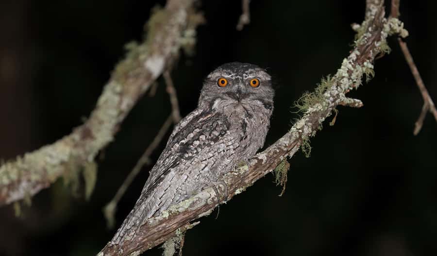 Cape Tribulation: Daintree Rainforest Night Walk Tour - A torch changes the Daintree after dark