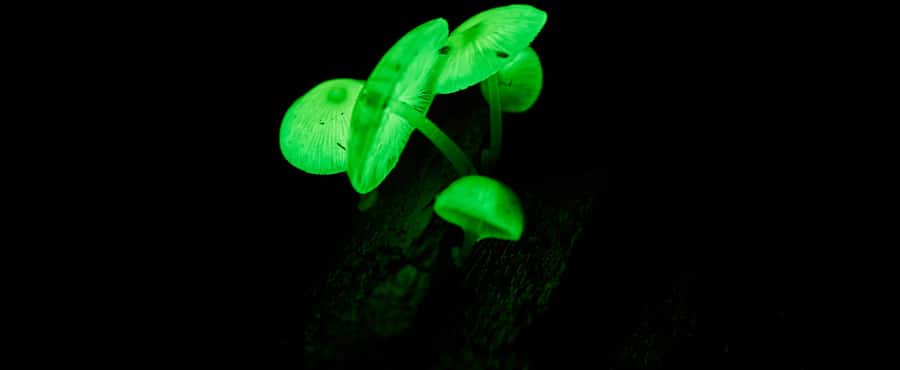 Cape Tribulation: Daintree Rainforest Night Walk Tour - Meeting at Ferntree Rainforest Lodge