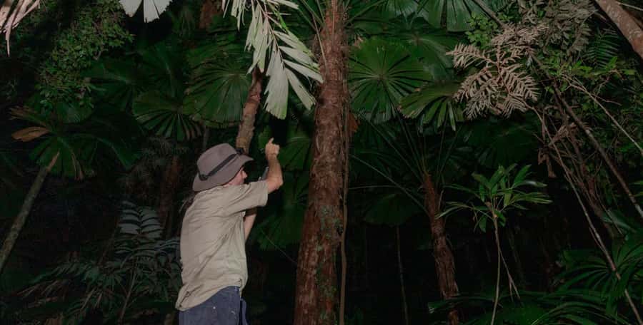 Cape Tribulation: Daintree Rainforest Night Walk Tour - Eighty minutes of small discoveries