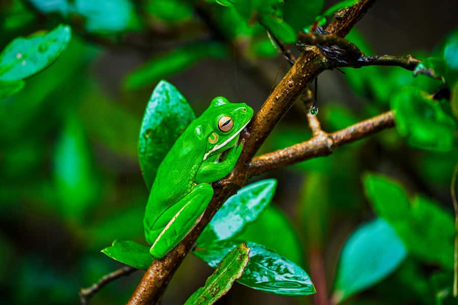 Cape Tribulation: Daintree Rainforest Night Walk Tour - Why the guides matter