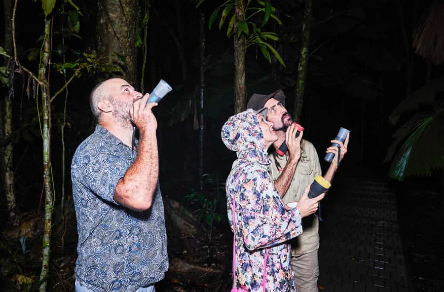 Cape Tribulation: Daintree Rainforest Night Walk Tour - Who should book this night walk?