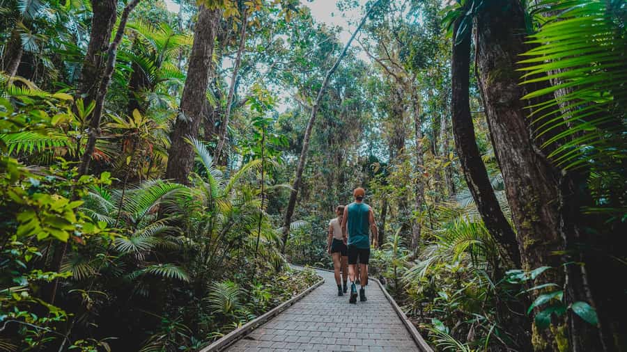 Cape Tribulation: Daintree Rainforest Night Walk Tour - What to know before you reserve