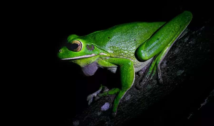 Cape Tribulation: Daintree Rainforest Night Walk Tour - The five-minute safety briefing