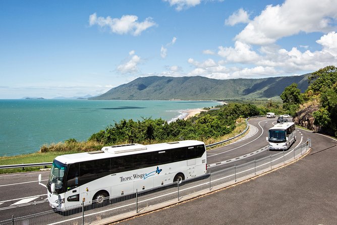 Cape Tribulation & Daintree Wilderness (TCT) - Walking beneath the Daintree canopy