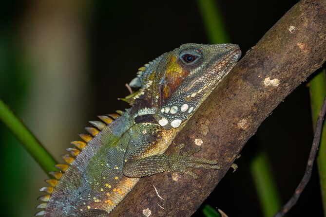 Cape Tribulation & Daintree Wilderness (TCT) - Alexandra Lookout gives the big picture