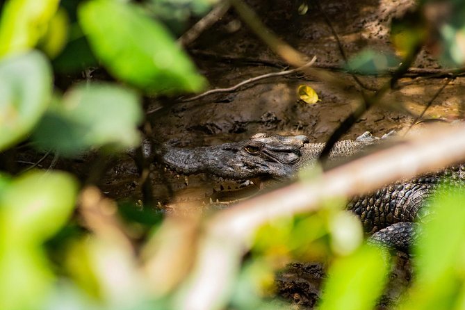 Cape Tribulation Day Tour - Crocodiles, birds, and the Daintree River cruise