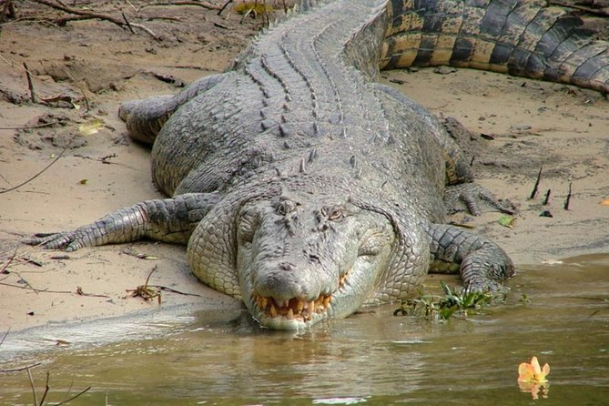 Cape Tribulation Day Tour from Cairns - The guides shape the experience