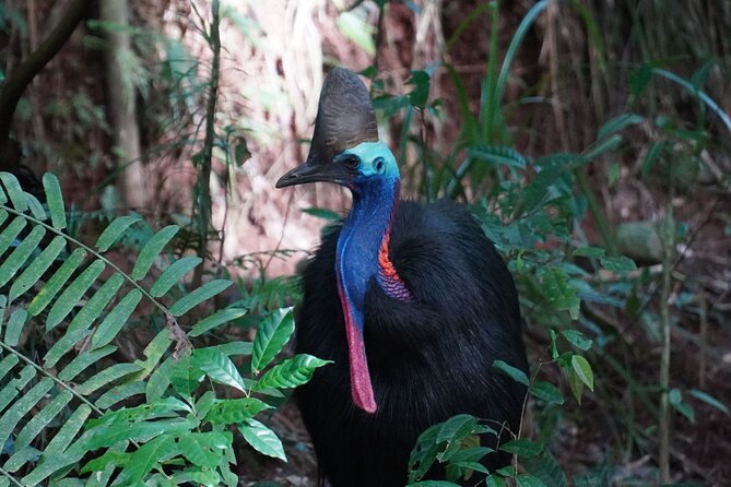 Cape Tribulation Day Tour from Cairns - Port Douglas and Four Mile Beach set the tone