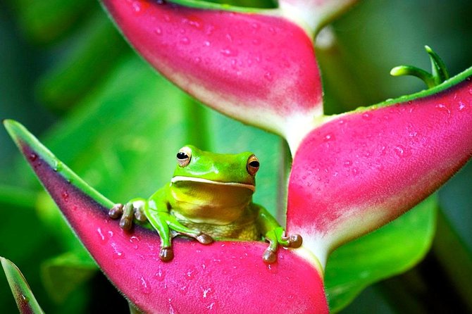 Cape Tribulation, Mossman Gorge and Daintree Rainforest Day Tour - The Daintree River cruise keeps wildlife wild