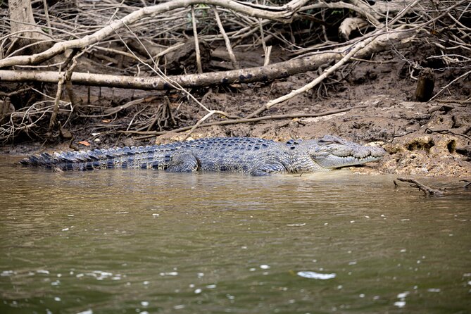 Cape Tribulation, Mossman Gorge, and Daintree Rainforest Day Trip - Key points to know before booking