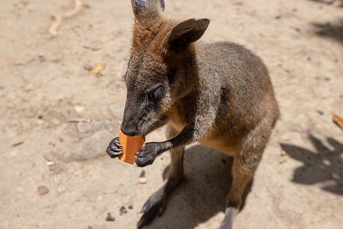 Chillagoe Caves and Outback Day Trip from Cairns - Leaving Cairns for the dry country