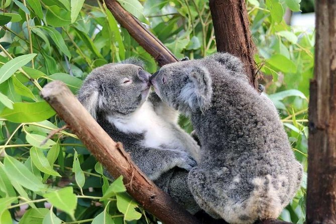 Classic Kuranda by Skyrail and Scenic Railway, Rainforestation & lunch. CKB - One day, three ways to see the rainforest