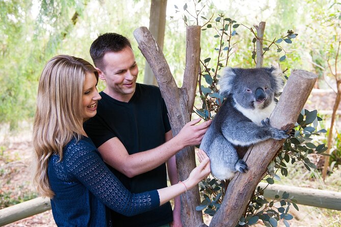 Cleland Wildlife Park Experience - from Adelaide including Mt Lofty Summit - Why Cleland feels different from a standard zoo visit