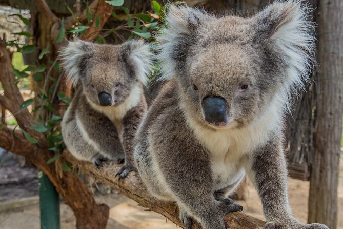 Cleland Wildlife Park Experience - from Adelaide including Mt Lofty Summit - The 11 am to 2 pm park visit
