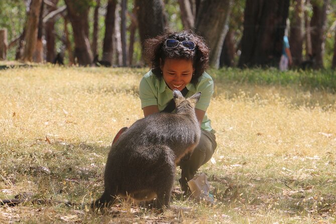 Cleland Wildlife Park Experience - from Adelaide including Mt Lofty Summit - Keeper talks and native species