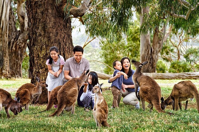Cleland Wildlife Park Experience - from Adelaide including Mt Lofty Summit - Is the $88.94 price good value?