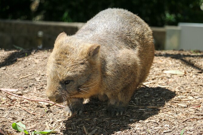 Cleland Wildlife Park Experience - from Adelaide including Mt Lofty Summit - Who should book this Adelaide wildlife tour?