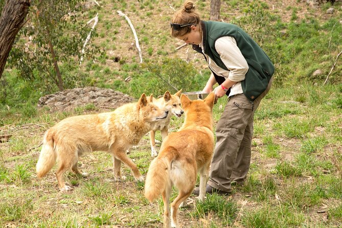 Cleland Wildlife Park Experience - from Adelaide including Mt Lofty Summit - Feeding kangaroos and wallabies