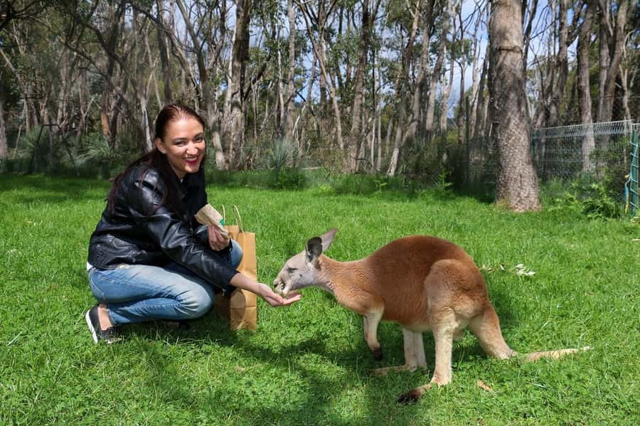 Cleland Wildlife Park Experience with Mount Lofty Summit - From Adelaide hotels to the Adelaide Hills