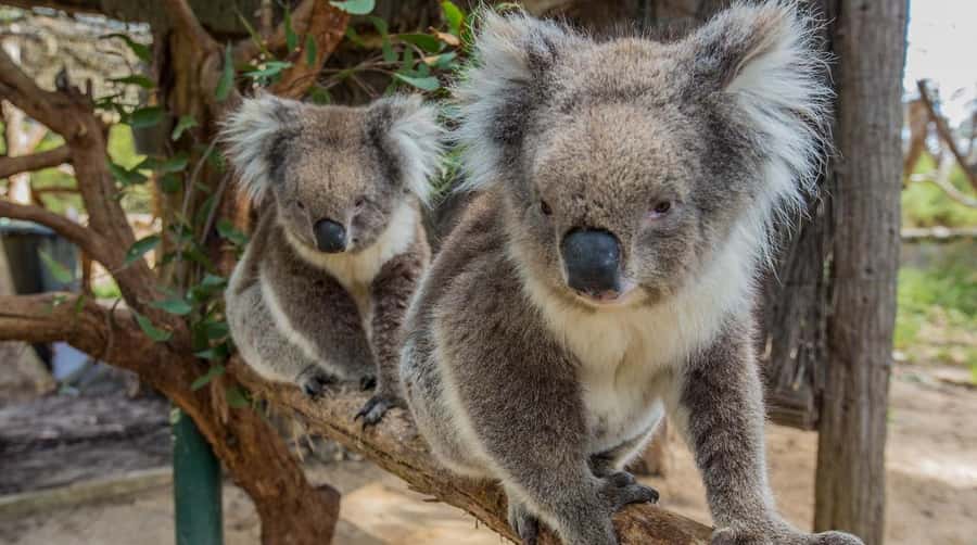 Cleland Wildlife Park Experience with Mount Lofty Summit - Entering Cleland’s 35 hectares of bush