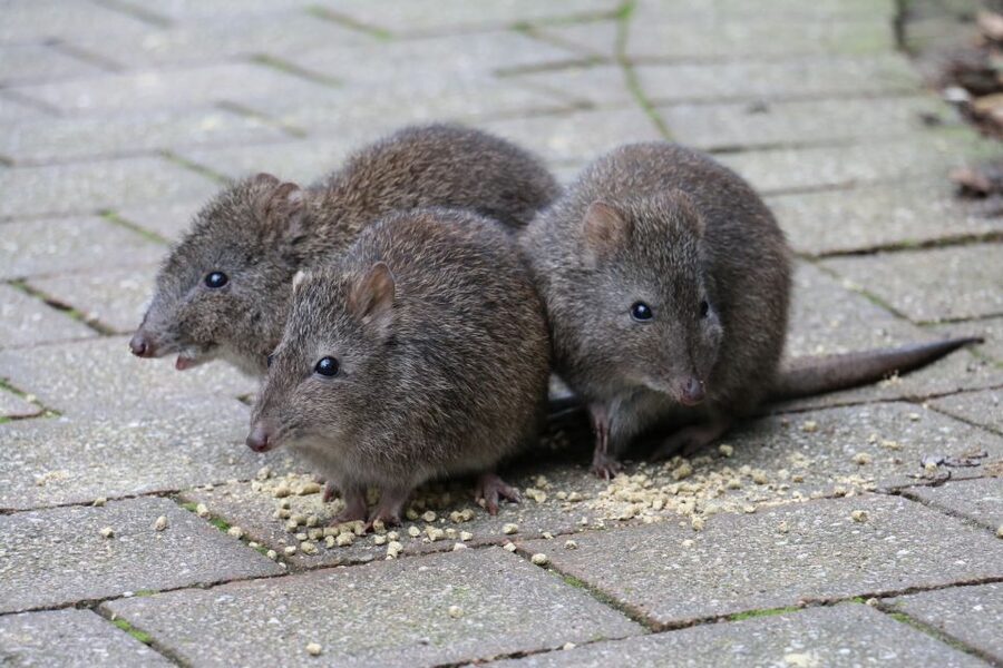 Cleland Wildlife Park Experience with Mount Lofty Summit - Wetlands, reptiles, and the Ocean to Outback Centre