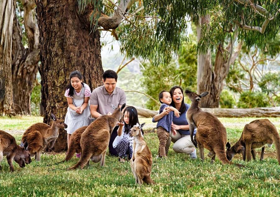 Cleland Wildlife Park Experience with Mount Lofty Summit - Mount Lofty Summit and its wide Adelaide view