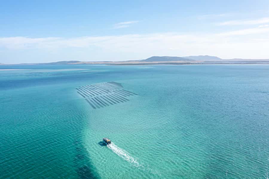 Coffin Bay: Oyster Farm Boat Tour with Wading & 12 Oysters - Learning from an oyster farmer