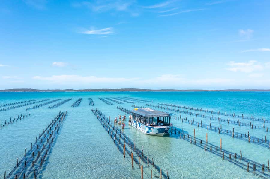 Coffin Bay: Oyster Farm Boat Tour with Wading & 12 Oysters - Watching for dolphins on the way out