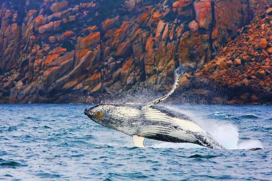 Coles Bay: Wineglass Bay Adults-Only Cruise with Lunch - Key points at a glance