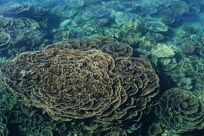 Coral Bay 1-Hour Coral Viewing - Fish feeding and the guide’s role