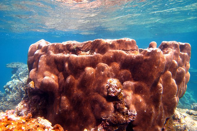 Coral Bay 1-Hour Coral Viewing - Is $251 good value for one hour?