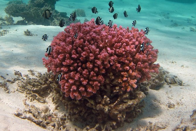 Coral Bay 1-Hour Coral Viewing - Who will get the most from this cruise?