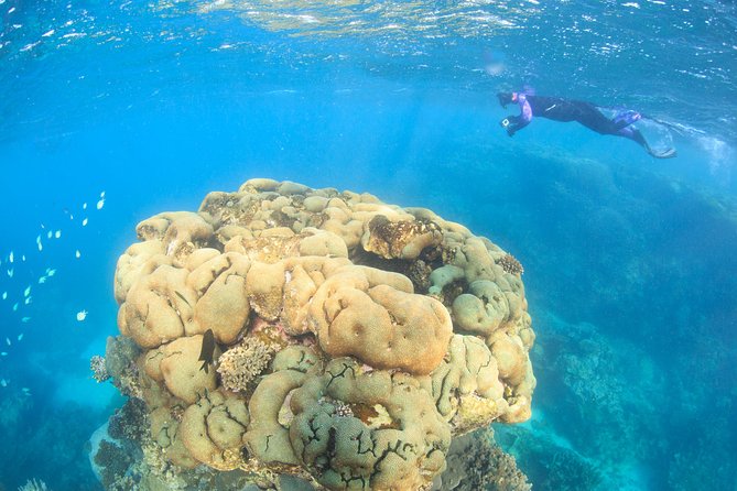 Coral Bay 2-Hour Coral Viewing and Snorkeling - Key points to know before booking